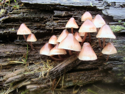 <i class='fa fa-user'></i> Monique | Grote Bloedsteelmycena  <i class='fa fa-eye'> 84</i>   <i class='fa fa-comment-o'> 0</i>