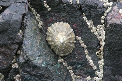 <i class='fa fa-user'></i>&nbsp;Jaap Schelvis&nbsp;| Zeepokken sp. & Gewone Schaalhoren&nbsp; <i class='fa fa-eye'>&nbsp;121</i> &nbsp; <i class='fa fa-comment-o'>&nbsp;3</i>