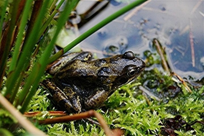 Deze kikker heeft urenlang op hetzelfde plekje gezeten aan de rand van de vijver.