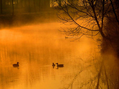 Nasaal klinkt het het eendenwoerden-geluid over het koude water. Het hoge "keffen" van eem meerkoet vult het aan.  Een goudverwaasde herinnering aan een morgen in april 2008.