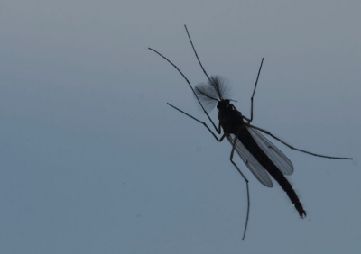 deze opname gemaakt uit het slaapkamerraam met dubbelglas en tegenlicht
durfde niet te flitsen ivm de weerspiegeling