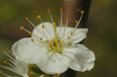 met macrolens eens een bloemetje van de sleedoorn vastgelegd; heb ik nooit zo goed bekeken als door zo,n lens. wat is de natuur veelzijdig.