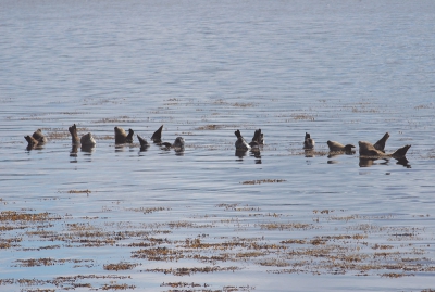 <i class='fa fa-user'></i>&nbsp;Rudi Debruyne&nbsp;| Gewone Zeehond&nbsp; <i class='fa fa-eye'>&nbsp;217</i> &nbsp; <i class='fa fa-comment-o'>&nbsp;0</i>