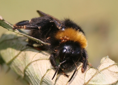 deze hommel had wat teekjes bij zich.