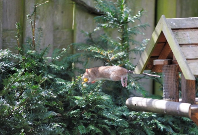 Op birdpix staat de inleiding voor deze sprong. Ekster en rat speelde lang een kat en muisspel om de kaas. Beide beducht voor afmeting en snavel.