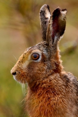 Deze haas was spreekwoordelijk "Het haasje" toen hij rech op me af kwam lopen. Na een schrikreactie ging hij als een haas vandoor en koos hij het hazepad.