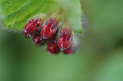 deze rode bloempjes groeien uit tot licht blauwe; wonderlijk.