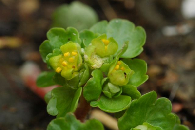 lage kruipende overblijvende plant; bloemen klein, geelachtig en omgeven doorgeelgroene schutbladen