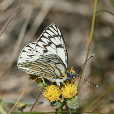 Hoewel het Andes gebied er vaak nogal ongenaakbaar uitziet zijn er op zonnige, windvrije plekjes toch best wel veel bloemen en dus insecten en vlinders te vinden. Deze vlinder met zijn mooi getekende onderkant hebben we veel gezien.