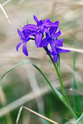 Hallo allen. Nieuw op nederpix, woonachtig in Kazachstan en vervent vogelaar sinds mijn zevende. De laatste tijd begin ik steeds meer naar vlinders en planten te kijken alleen de kennis, en zeker van alles in Centraal Azi�, is er nog niet. Weet iemand wat dit is? Familie? Soort?


Groetend Machiel