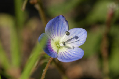 vandaag tijdens het schoonmaken van mijn tuin wat bloemen en insekten gefotografeerd.deze kleur kwam goed op de foto.