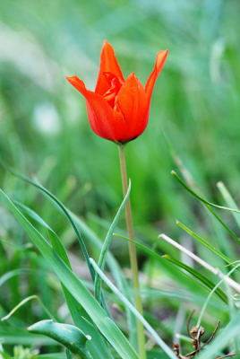 Deze prachtige tulp staan nu massaal te bloeien in mijn 'tuin'. Mijn tuin zijn de voetheuvels achter mijn huis. Weet iemand welke soort het betreft? Ik denk T. kuschkensis? 

Groet Machiel