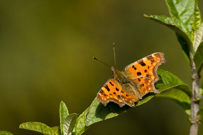 Common Photo Settings 1/800 sec at f / 6,3, ISO 400, 840 mm (EF600mm f/4L IS USM +1.4x)
Cropped2131 x 1421
Camera Canon EOS 400D DIGITAL On Tripod
Wat is het toch mooi als de zon zo schijnen kan. Het brengt de vlinders naar buiten en zij laten hun pracht bewonderen.