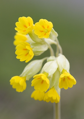 Ik was enigszins verbaasd dat ik deze plant in dit gebied tegenkwam, maar het was natuurlijk een mooie kans om deze prachtige soort op de foto te zetten.