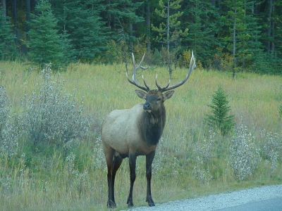Toen we 's ochtend vroeg van onze campground afreden, zagen wij deze grote Elk langs de weg staan.
Heel voorzichtig heb ik een foto gemaakt en zijn we langzaam doorgereden.
Ik vond het geweldig zo groot dier van dichtbij.