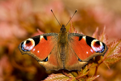 Common Photo Settings 1/640 sec at f / 3,5, ISO 200, 60 mm (EF-S60mm f/2.8 Macro USM)
Cropped 3888 x 2592
Camera Canon EOS 400D DIGITAL  Hand holded