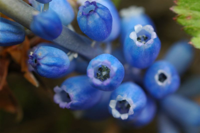 wachtend op een leuke, artistieke hommel, zag ik dit bloempje van de onderkant. 
macro 60mm 2.8