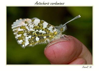 Dit oranjetipje poseerde gewillig op de vinger van mijn fotomaatje Susan.

Zo zie je de verhoudingen goed, klein vlindertje maar bijzonder fraai getekend.

Dit is mijn eerste upload, hopelijk word ie geplaatst.

Groeten,
JanvanO.