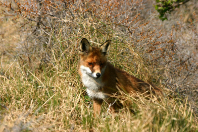 Toen we stil stonden kwam de vos heel langzaam naar ons toe en ging toen even zitten.