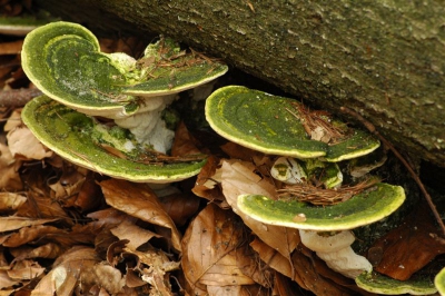 ondanks de droggte en vrijwel afwezigheid van paddenstoelen vond ik dit prachtige groepje groengeworden Witte bultzwammen