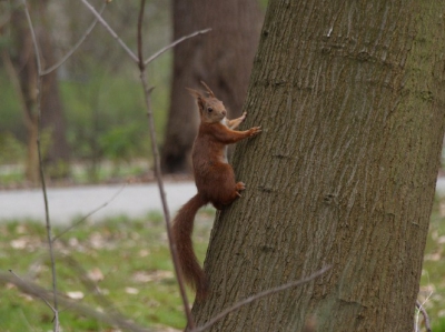 Een onverwachte ontmoeting met een eekhoorn in het park!