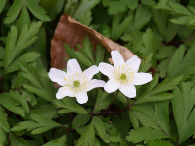 Toevallig ontdekte ik dit paartje bosanemonen, mooi geopend naar het licht, achter hen nog een late restant van de herfst.