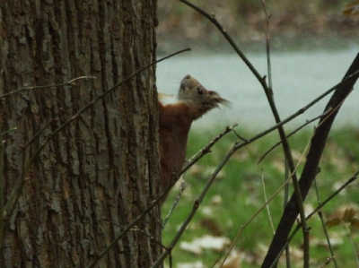 Ik had deze eekhoorn al een paar keer gefotografeerd, voor hij hoog in een boom verdween kwam hij nog even kijken of ik nog in de buurt was.