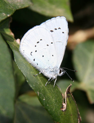 Vandaag een Boomblauwtje in de tuin. Hij trok zich niks van mij aan zodat ik dit mooie plaatje kon schieten.
