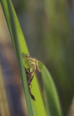 Vanochtend vroeg op want ik wilde het uitsluipen een keer meemaken.
Opname gemaakt bij de baggerputten.