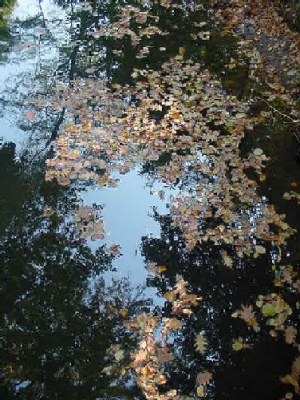 Deze foto maakte ik vorige herfst, getrokken vanop een brugje tijdens een wandeling in het park.