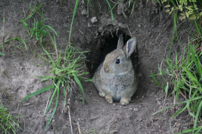 Dit kleine konijntje zat samen met zijn broertje of zusje voor zijn huisje te wachten tot mama thuiskwam.