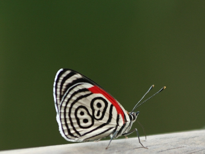 In het tropische National Park Iguaz Falls zijn niet alleen de watervallen prachtig, maar is ook de flora en fauna zeer de moeite waard. Hier een opname van het fraaie vlindertje Eighty-Eight.