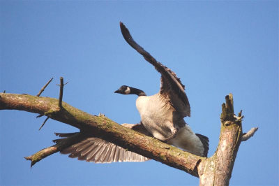 Deze canadese gans streek neer op een uitgeleefde boom. Een gebeurtenis die men, volgens mij, niet vaak ziet.