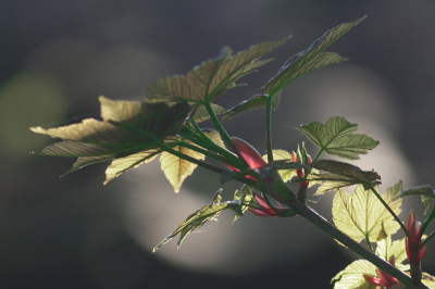 Tsja..gewoon een paar bladeren. Maar wanneer de zon er van achteren vat op krijgt en ze in backlight plaats,t worden het tijdelijk schoonheden van een hoge orde.

Voor het dagboek zie www.natuurlogboek.web-log.nl