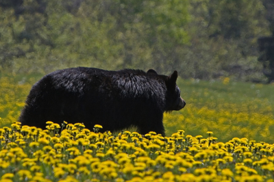 Toen we vorig jaar in Canada op vakantie waren, en we in een groot natuurpark lekker aan het wandelen waren, zag mijn man ineens deze zwarte beer heerlijk paardenbloemen aan het eten. Omdat hij toch wel erg dicht bij lag naar onze smaak en we dit toch wel eng vonden hebben we hem met veel geroep en geklap in onze handen weggejaagd (werd geadviseerd door mensen die ons de wandelroute gaven in het NP). Toen hij wegliep bleek hij niet zo groot als we aanvankelijk dachten en kon ik toch nog een foto maken. Vond deze wel heel mooi zo tussen de paardenbloemen.

Iso 400, 1/400 sec, F11, 400mm