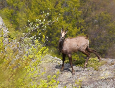 Spring in the mountaine.