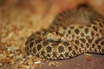 Klein blijvend gif slangetje