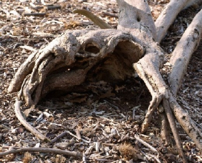 Tijdens een wandeling zag ik dit stuk 'dode' hout, merkwaardige vorm toch.