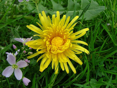 In halfschaduw aan de rand van een bosje op koninginnedag