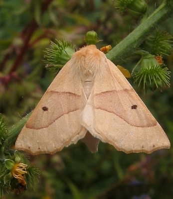 <i class='fa fa-user'></i> Teunis Haveman | Kortzuiger  <i class='fa fa-eye'> 220</i>   <i class='fa fa-comment-o'> 2</i>