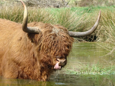 Tja... Wat moet je anders met die hitte en dan ook nog al die haren over je hoofd!!!