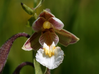 <i class='fa fa-user'></i> Jan Hendriks | Moeraswespenorchis  <i class='fa fa-eye'> 289</i>   <i class='fa fa-comment-o'> 8</i>