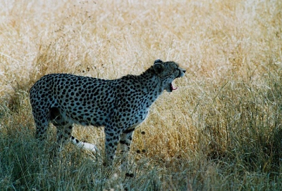 Gemaakt met een Canon EOS 50E en een 75-300mm. Ik heb de foto ingescand.