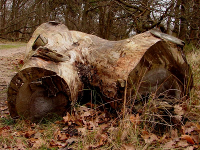 <i class='fa fa-user'></i> andrea | Natuurlijke Torsso  <i class='fa fa-eye'> 81</i>   <i class='fa fa-comment-o'> 2</i>