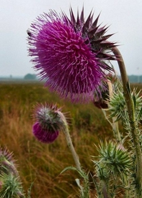 <i class='fa fa-user'></i> Teunis Haveman | Knikkende Distel  <i class='fa fa-eye'> 195</i>   <i class='fa fa-comment-o'> 1</i>
