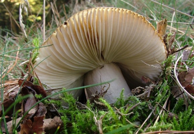<i class='fa fa-user'></i> Willem Bentink | Geelwitte Russula  <i class='fa fa-eye'> 93</i>   <i class='fa fa-comment-o'> 7</i>