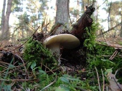 <i class='fa fa-user'></i> Willem Bentink | Geelwitte Russula  <i class='fa fa-eye'> 81</i>   <i class='fa fa-comment-o'> 0</i>