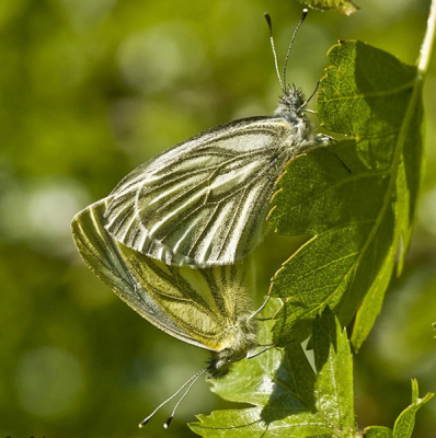 Paring van kleine geaderde witjes, bovenaan het mannetje, het vrouwtje onderaan.