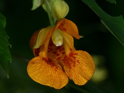 <i class='fa fa-user'></i> Jan Hendriks | Oranje springzaad  <i class='fa fa-eye'> 247</i>   <i class='fa fa-comment-o'> 6</i>