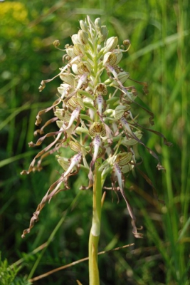 Drie exemplaren kunnen vinden van deze prachtige orchidee. Allen stonden net in bloei.
